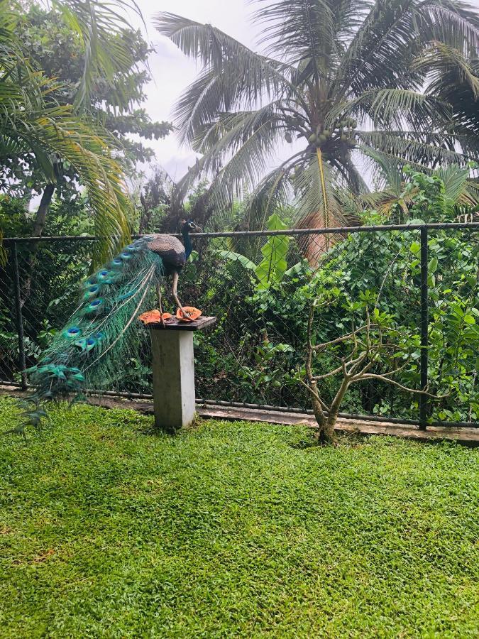 Peacock Villa Mirissa Bagian luar foto